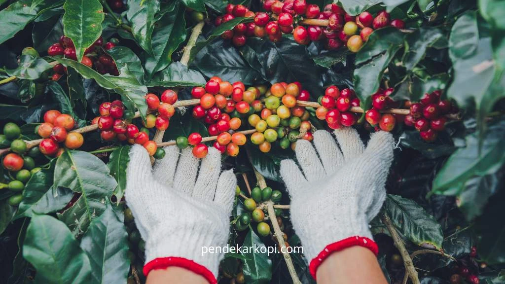 Cara memilih jenis kopi yang sesuai dengan iklim di Indonesia.
