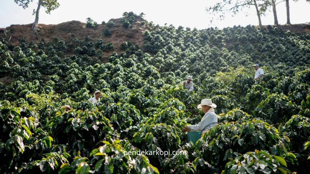 Cara memilih jenis kopi yang sesuai dengan iklim di Indonesia.