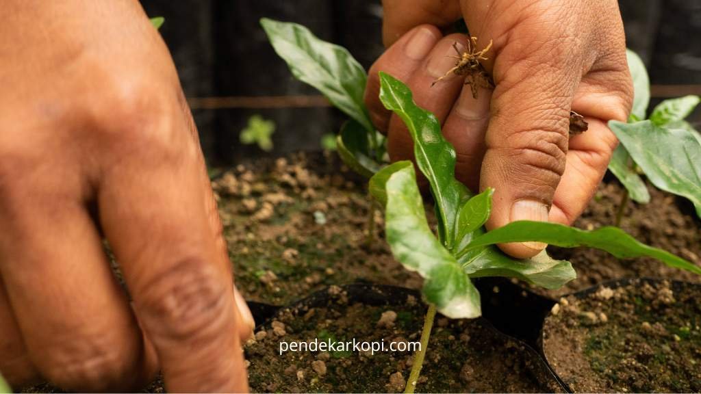 Mau tahu cara mudah menanam kopi dari biji? Temukan panduan lengkap dari persiapan lahan hingga perawatan tanaman kopi agar berhasil tumbuh dengan baik.