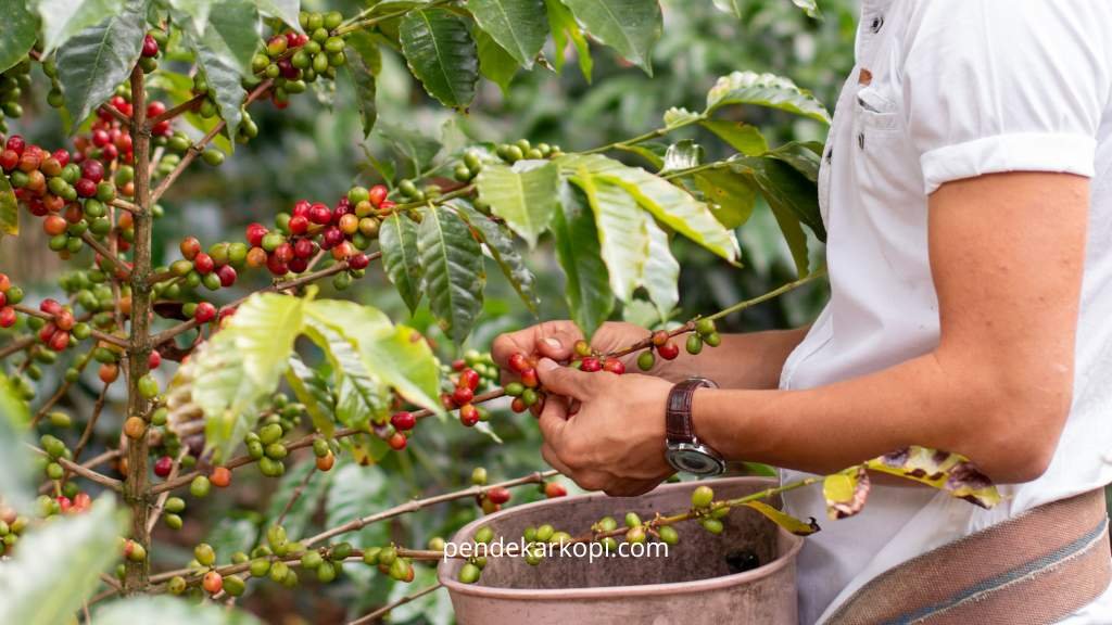 Petik buah kopi yang sudah matang berwarna merah cerah.
